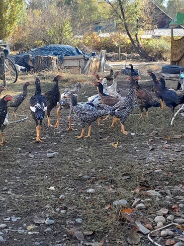 куры домашные: Сатам | Балапандар | Тебиштирүүчү | Көбөйтүү үчүн