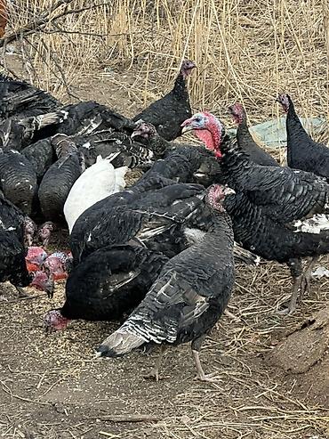 Индюки: Продаю | Индюшка (самка), Индюк (самец) | Для разведения | Племенные — 5