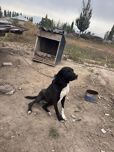 Ит бекер берем: Алабай 2,5 года сука еще не родила сука спокойная не кусается — 3