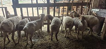 Баран, овца: Продаю | Овца (самка), Ягненок, Баран (самец) — 5