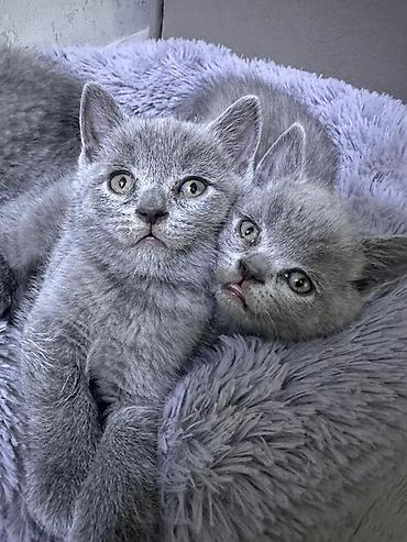 страйт: Шотландские котята, однотонный серый (blue) окрас. Короткошёрстные — 3