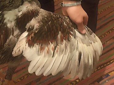 Куры, петухи: Продаю | Петух | Бойцовая | Для разведения — 6