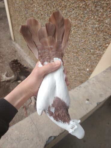 Göyərçinlər: Heyvanlarn hamsi tam saglamdi cut cutde satilir komda tek tekde — 8