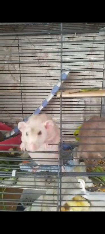 Крысы: Питомник крыс Rat Haus Love . Предлагает пару молодых крыс . Мальчик — 18