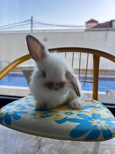 qax heyvan: Salam əziz dostlar, bizdə hər növ dovşan var. Bunlar dovşanların öz — 5