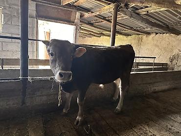 Коровы, быки: Продаю | Бык (самец) | На откорм | Племенные — 8