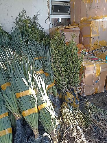 Виноград: Саженцы оптом и в розницу г.Бишкек доставка по городу Все виды — 9