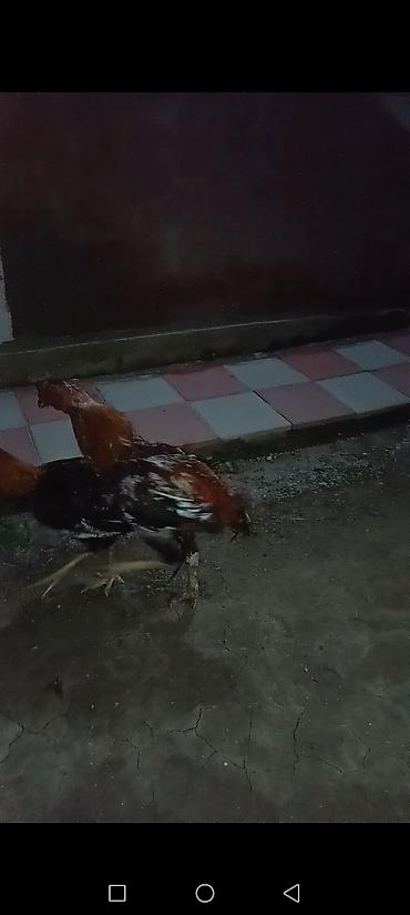 cins ineklerin satisi 2019: Xoruz, Heyratı, il: 1 — 5