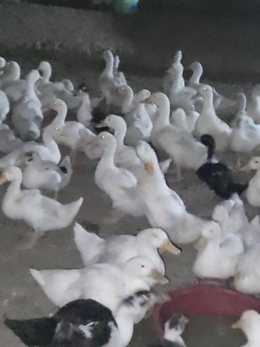 Ördəklər: Satışda ördək sürüsü - Növ: ağ və qarışıq rəngli ev ördəkləri — 5