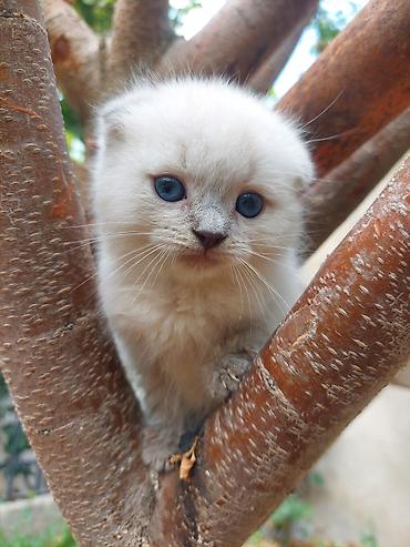 Pişiklər: Britan — 13