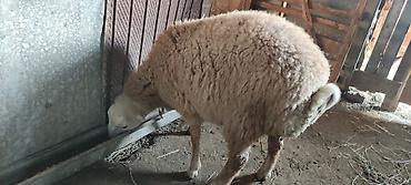 balalı qoyunlar: Qurbanlıq quzular diri çekisi 28-30 kq Qiymətlər : 300-350 AZN — 1