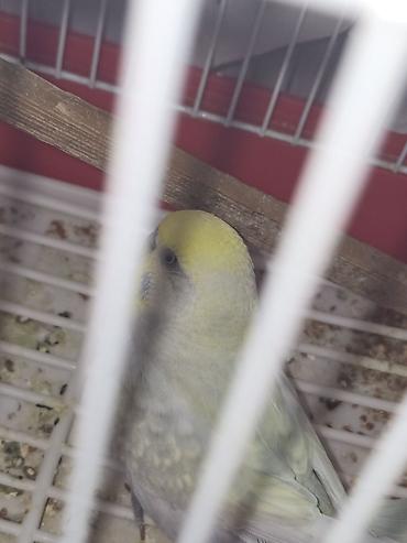 bulbul quşu satışı: Salam ər və arvad yumurtalarıda var. 65 manatdan 45 manata endirim — 4