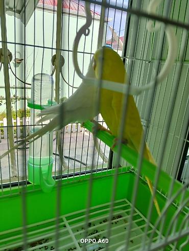 Qəfəslər: Baza ilə birgə dalğalı tutuquşu dəsti - 2 ədəd dalğalı tutuquşu (bir — 6