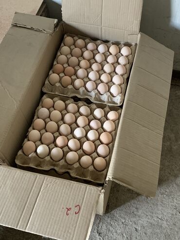 яйца цена бишкек: Ассаляму Алейкум всем!!! Доброе время суток реализуем и продаём