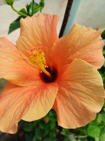 Ostale kućne biljke: Hibiskus vise boja po super ceni na lalafo.rs — 9 Ostale kućne biljke: Hibiskus vise boja po super ceni — 9