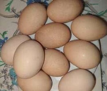 Bal: Kəklik yumurtaları mayalı yumurtalardı