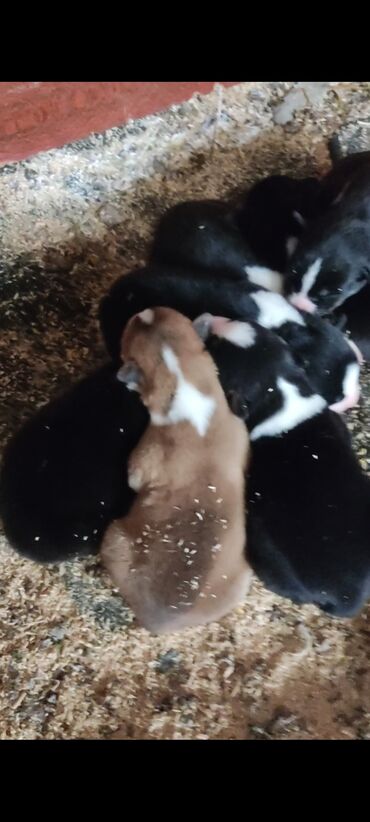 İtlər: Xaski, 1 ay, Erkek — 2