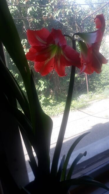 цветки: Гипераструм 300с луковтца с цветком без горшка,Денежное дерево 350с