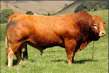 Корма для с/х животных: Стимулятор набора веса со стволовыми клетками костный жир со — 5