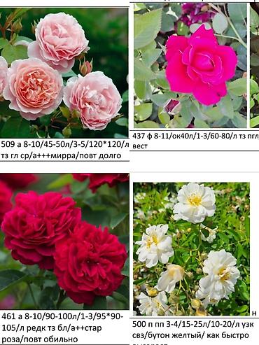 Роза: Саженцы — 6