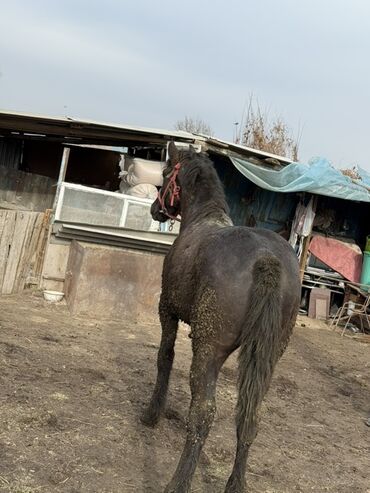 Лошади, кони: Продаю | Жеребец | Рабочий — 4