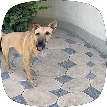 Животные: 🐶 Ищет любящую семью девочка Миса! Знакомьтесь, это Миса — — 7