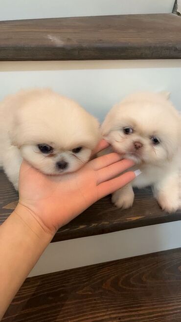 İtlər: Pekines — 4