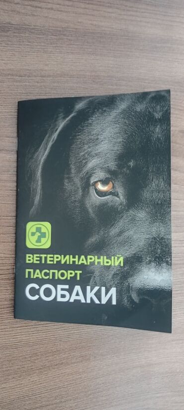ратвеллер: Ротвейлер, 6 месяцев, Самец, С прививкой, С родословной