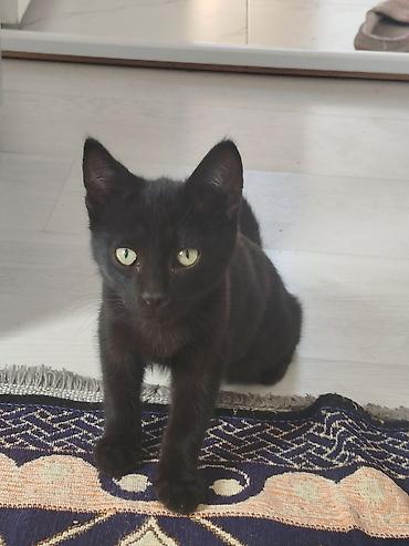 котята кара балта: Кошка даром: Беспородная, 3 месяца, Мальчик — 2