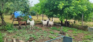 Keçi, çəpiş: Dişi, il: 2, Südlük -da lalafo.az — 9 Keçi, çəpiş: Dişi, il: 2, Südlük — 9