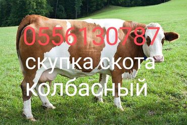 продажа инкубаторы: Куплю | Коровы, быки, Лошади, кони | Круглосуточно, Любое состояние, Забитый