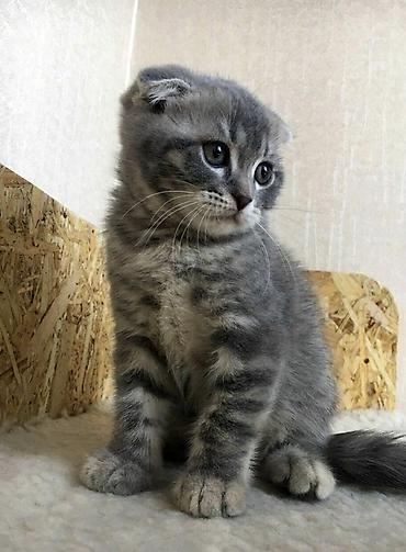 шотландский мышык: Шотландский вислоухий котёнок (Scottish Fold) - Окрас: серебристый — 1