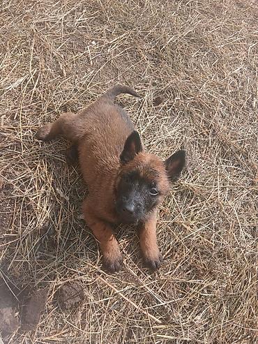 Продажа собак: Предлагаются к бронированию щенки Белгийской овчарки Малинуа.Щенков 9 — 7