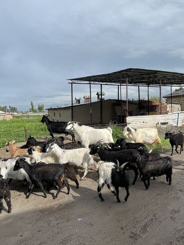 продажа козы: Продаю | Коза (самка), Козёл (самец), Козлёнок | На забой, Для разведения, Для молока