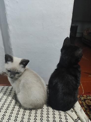 Отдам даром кошку: Кошка даром: Сиамская, Мальчик — 3