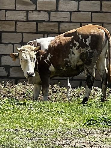 inək balalı: Smental duye satılır dişi di dogmuyub. 2 yaxşı var — 1