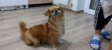 İtlər: Pekines, 8 ay, Erkek, Peyvəndli, Ünvandan götürmə