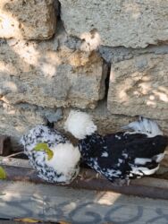 Toyuqlar: Başlıq: Rahibə 3 aylıq – 2 ədəd, 55 AZN, real alıcı narahat etsin -da lalafo.az — 3 Toyuqlar: Başlıq: Rahibə 3 aylıq – 2 ədəd, 55 AZN, real alıcı narahat etsin — 3