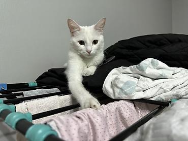 persian cat: Белая домашняя кошка - Порода: домашняя короткошёрстная (белый окрас) — 2