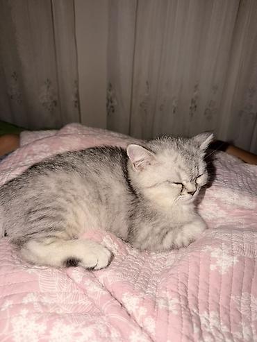 Продажа кошек: Скотиш Страйт (Шотландская прямоухая), 3 месяца, Мальчик, Серебристая шиншилла, Приучена к лотку, С документами, С прививками — 3