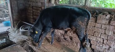 Коровы, быки: Продаю | Бык (самец) | Привязанные