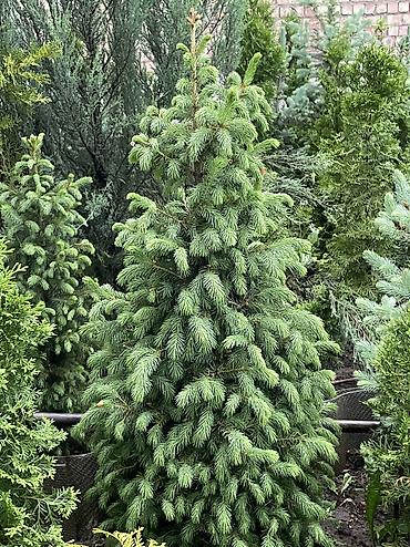 Ель: Продаются голубые/зеленые/тянь-шанские ели 🌲 Выращиваем сами, со всей — 9