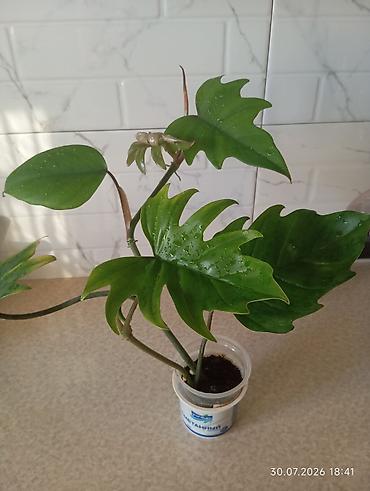 bitki guli: Yalnız real alıcılar şəxs yazsın!!! Filodendron bipinnatifidum — 2