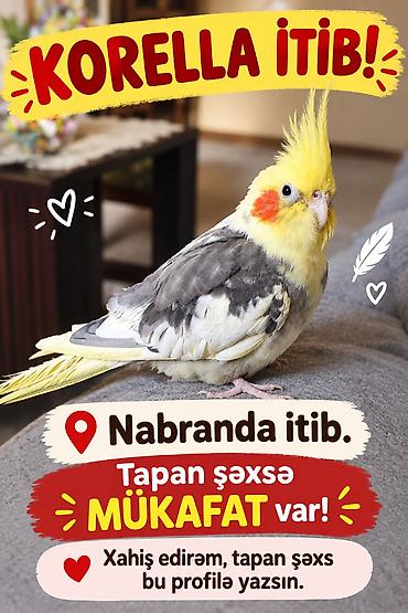 Nabranda korella itib istirahət mərkəzindən uçub Tapana mükafat lalafo.az -da Nabranda korella itib istirahət mərkəzindən uçub Tapana mükafat