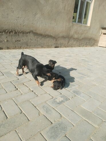 İtlər: Ingilis ov iti balalrı satlır bir erkey bir dişi itin anası cox agılı — 9