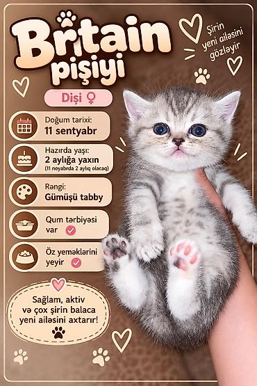 Pişiklər: Britan, Dişi — 1