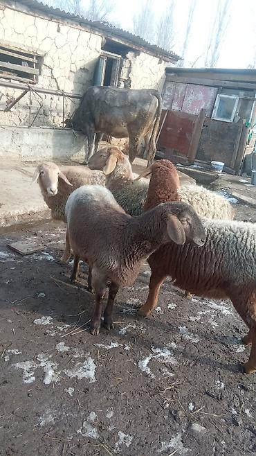 Баран, овца: Продаю | Овца (самка) | Полукровка | Для разведения | Матка — 4