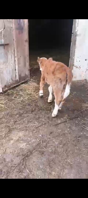 Inəklər, öküzlər: 2-ci balasidi erkek balasi var 25 südü var — 9