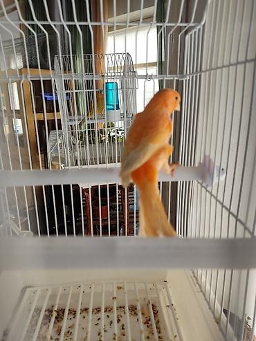 Птицы: Канарейки, попугаи, амадины, голуби! По адресу Абдрахманова315 — 14