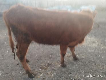 Inəklər, öküzlər: Qara dügə 8 aylıq boğazdır sakit heyvandi Qiymət 2100 Sarı dişi dana — 9